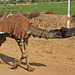 The reluctant camel