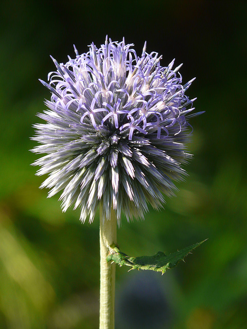 Purple remains