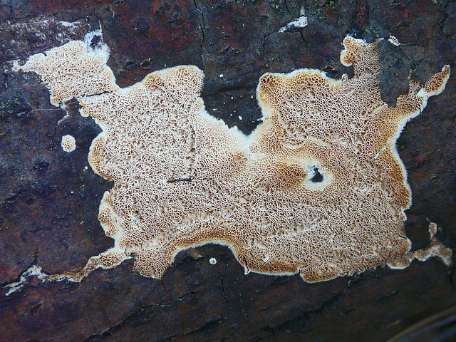 Slime mold on log