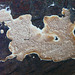 Slime mold on log