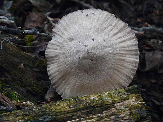 Treasure of the woodpile