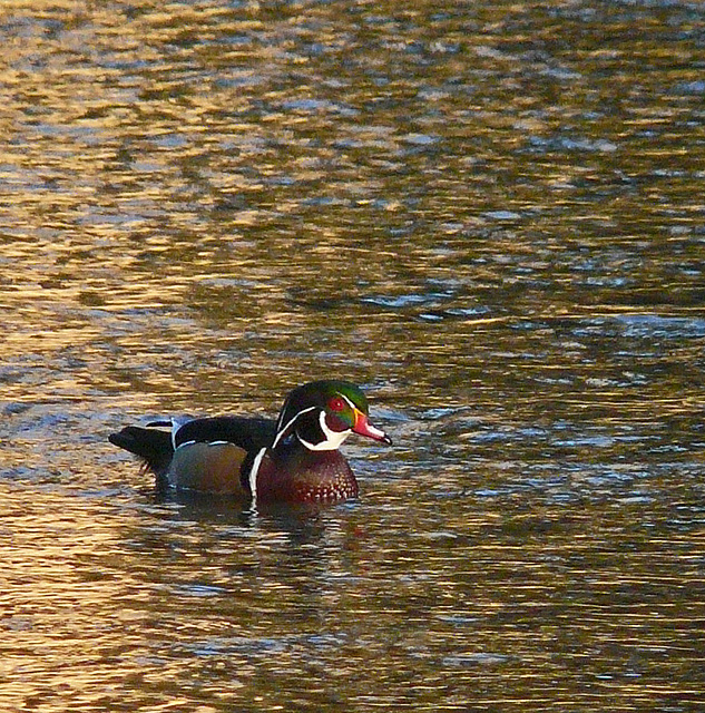 Swimming in liquid gold