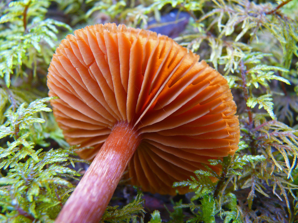 Gills revealed