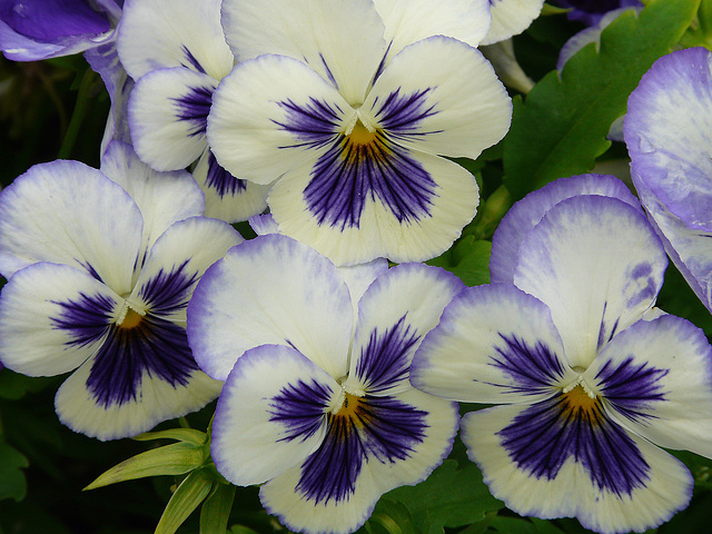 Pansies