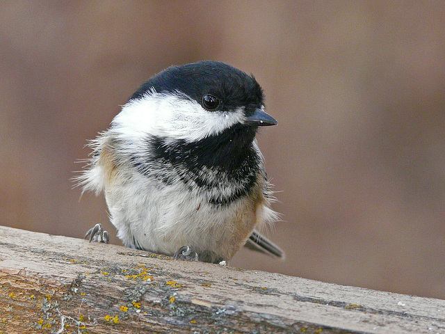 Warning - endless Chickadee photos