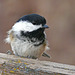 Warning - endless Chickadee photos