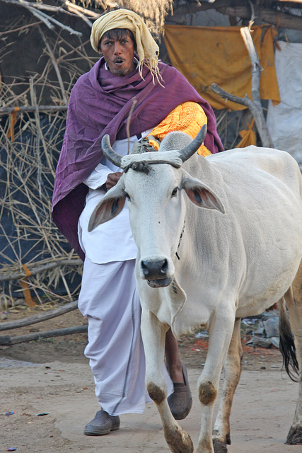 Walking the cow