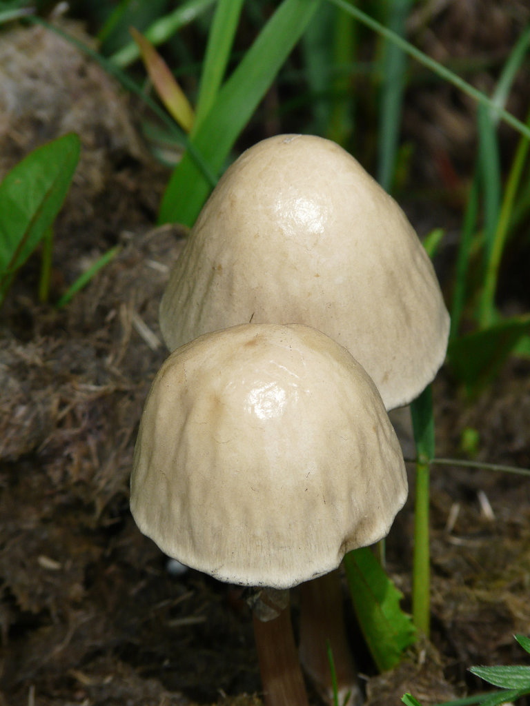 A pair