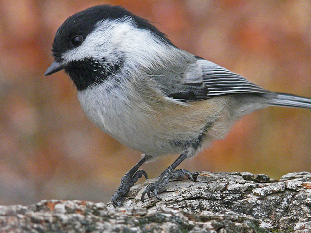 Chickadee in fall