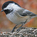 Chickadee in fall