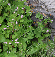 Geranium pusillum et rotundifolium