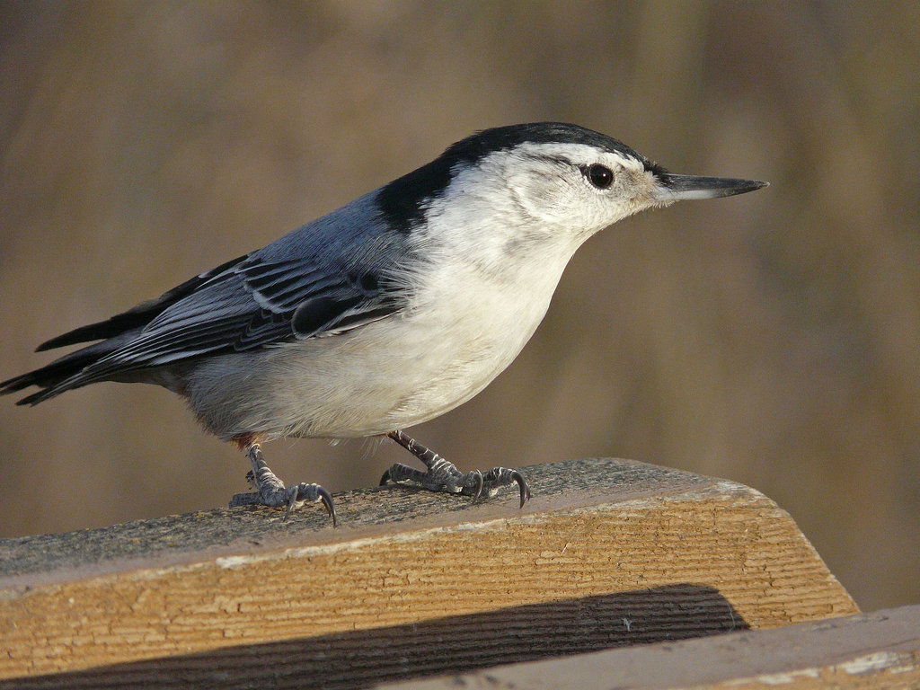 White-breasted Nuthatch
