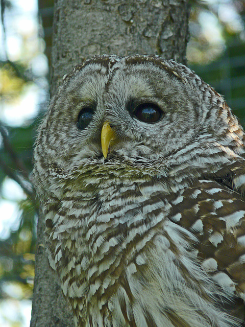 Barred Owl