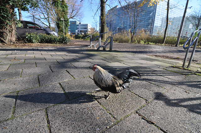 New small rooster around the office