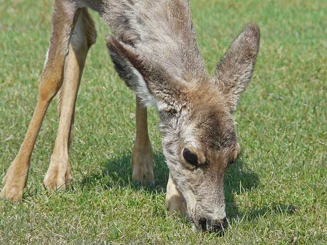 Young Mule Deer