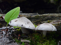 A woodland scene