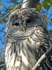 Barred Owl