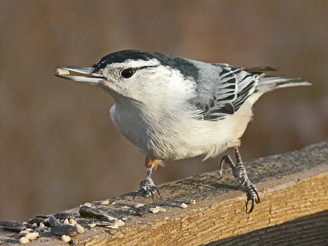 White-breasted Nuthatch