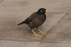 Myna bird