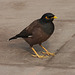 Myna bird