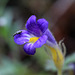 Naked Broomrape