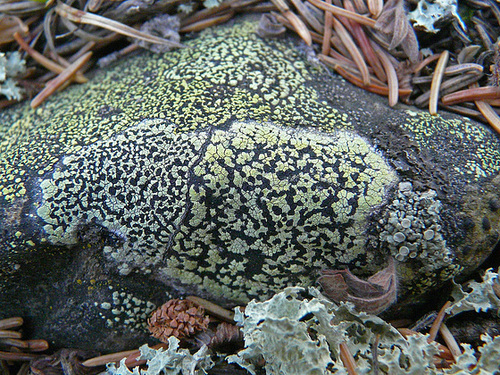 Nature's rock art