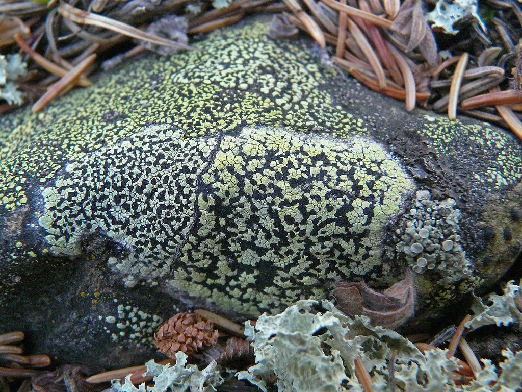 Nature's rock art