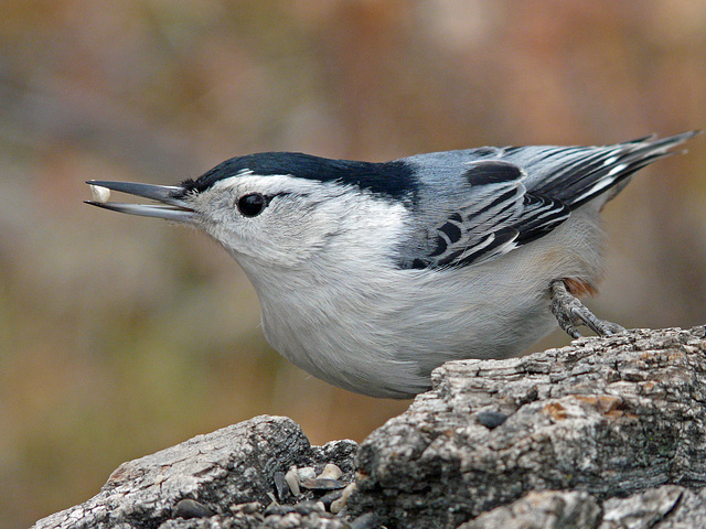 White-breasted Nuthatch