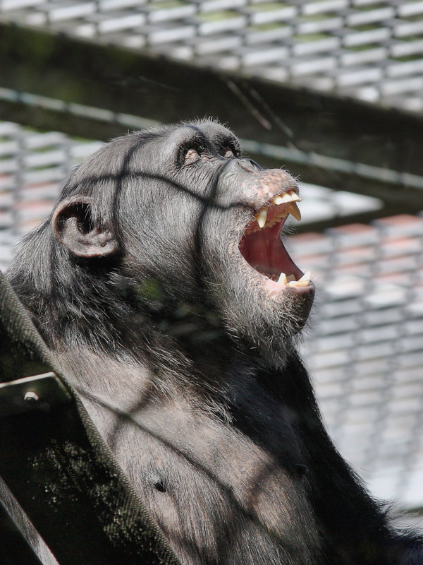 *Gähn* (Leintalzoo Schwaigern)