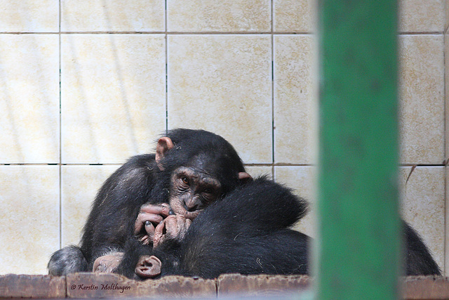 Kleine Raufbolde (Leintalzoo Schwaigern)