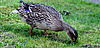 Female mallard