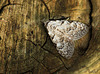 Least Black Arches