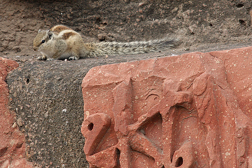 Rodent and ruins