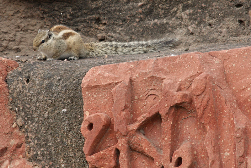 Rodent and ruins