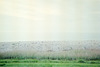 Fehmarn