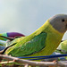 Plum-headed parakeet