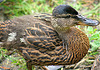 Female mallard