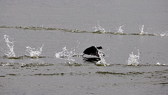 Water take-off