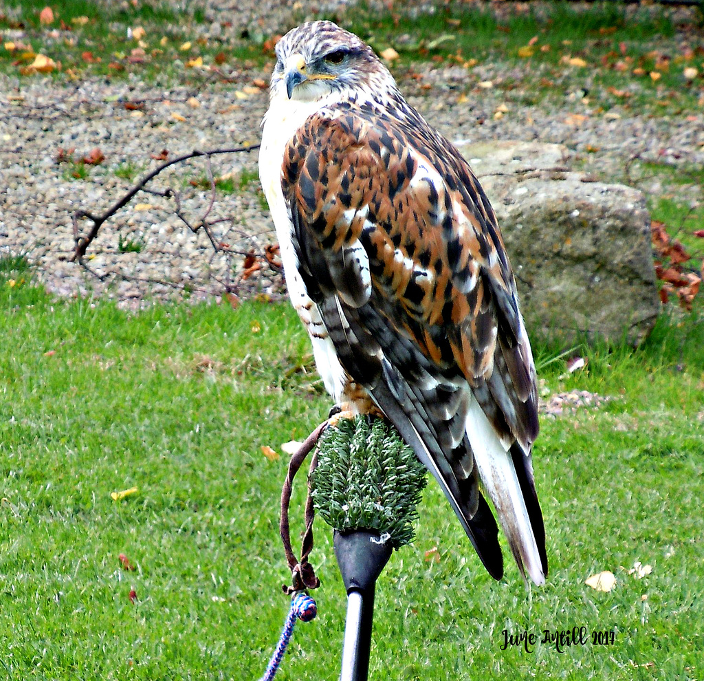 Ferruginous Buzzard