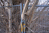 Tree and fence