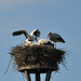 Storks in Warmond