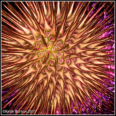 Teasel detail