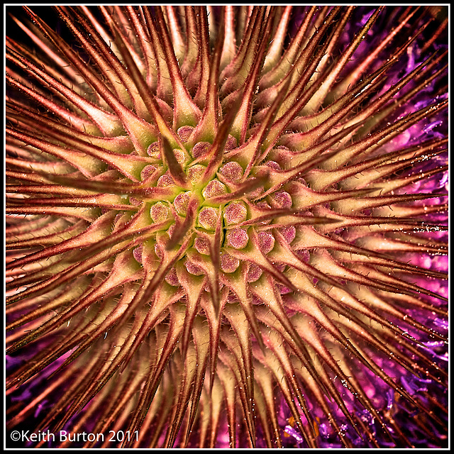 Teasel detail