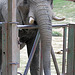 Afrikanische Elefantin Zimba (Opel-Zoo)