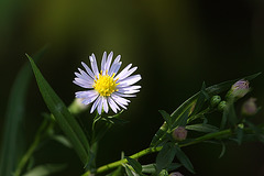 Blümchen (Leintalzoo Schwaigern)