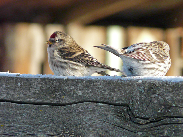 Common Redpolls