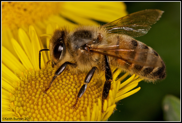 Bee on yellow