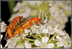 The obligatory bug porn shot!