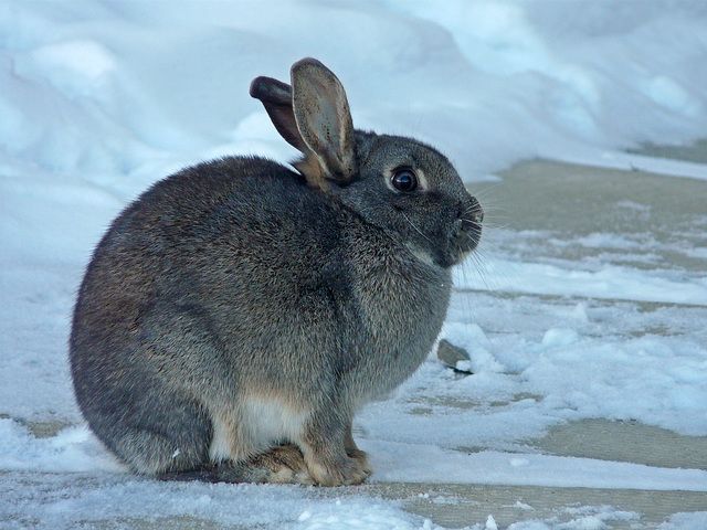 Wild bunny