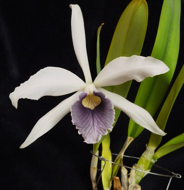 Laelia purpurata var. werkhaueserii